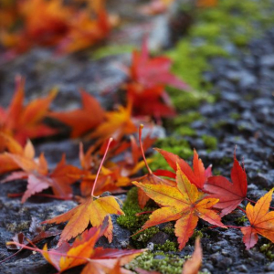 Vycházka podzimní přírodou